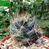 01a Coryphantha_ macromeris_ ssp.macromeris _ DJF1353 _09